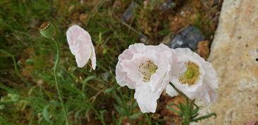 国产久你欧洲野花视频,欧洲野花风情录